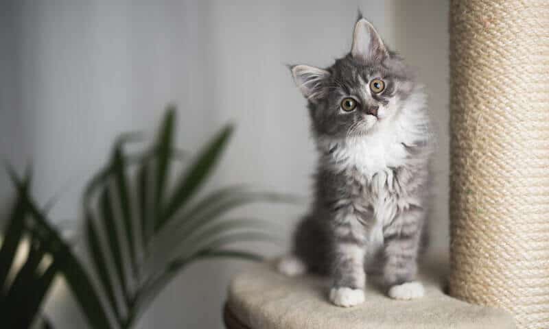 Kitten sitting on platform of scratching post