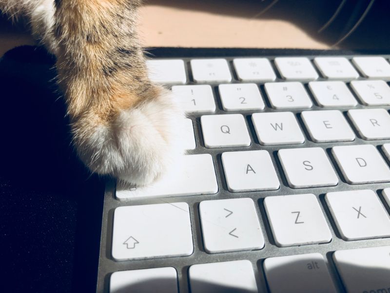 A close-up of a cat's paw on a keyboard