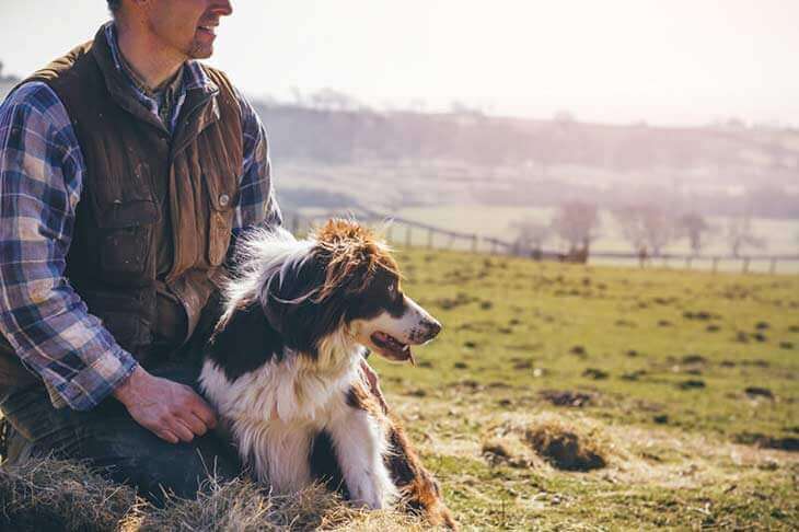 Man sitting with border collie in a field