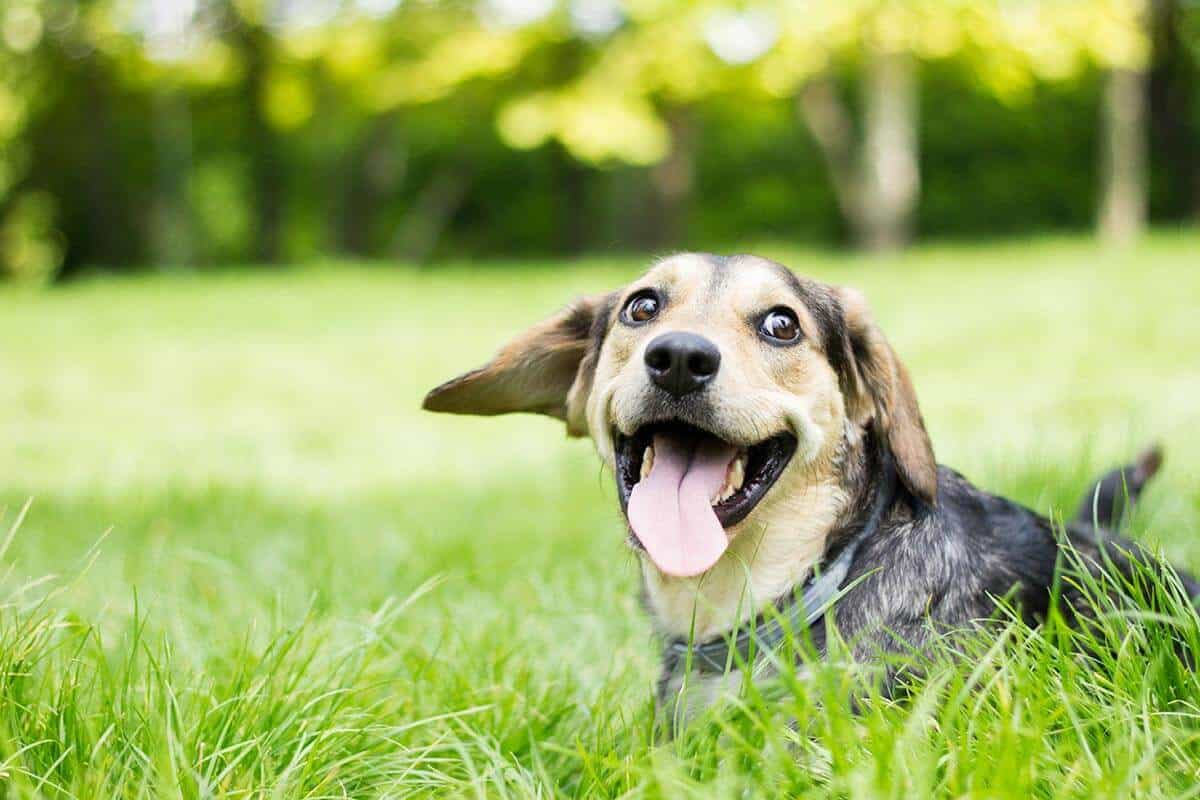 Happy dog showing off his teeth