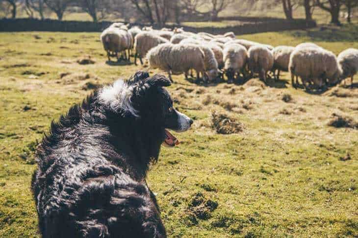 border collie watching over sheep in a field