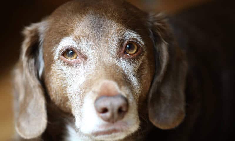 Old Dog with Brown and White Fur Looks at Camera