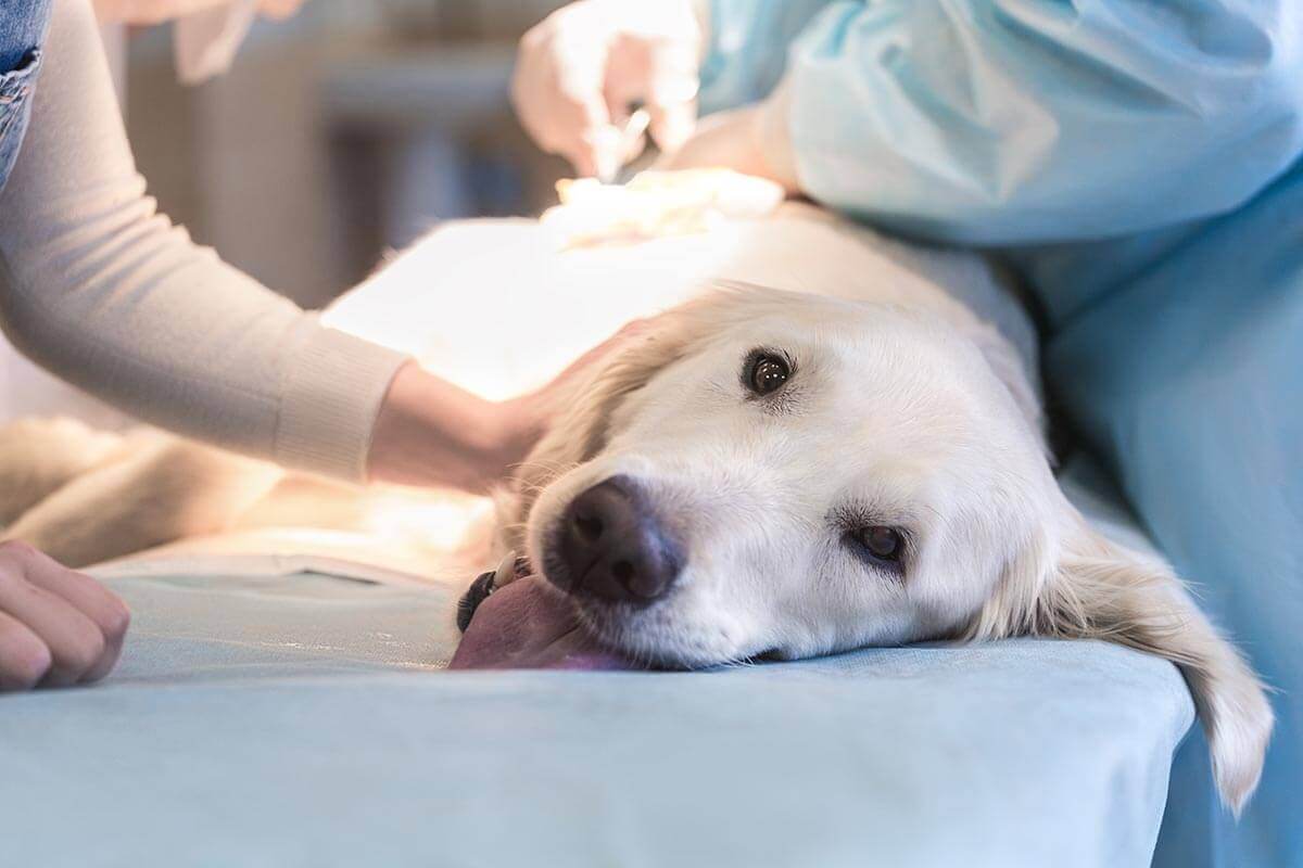 Dog being given operation